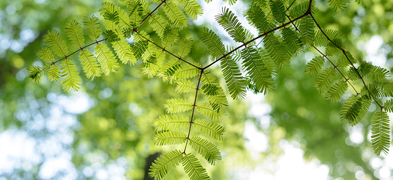 ローソファ専門店HAREM miiコタツ